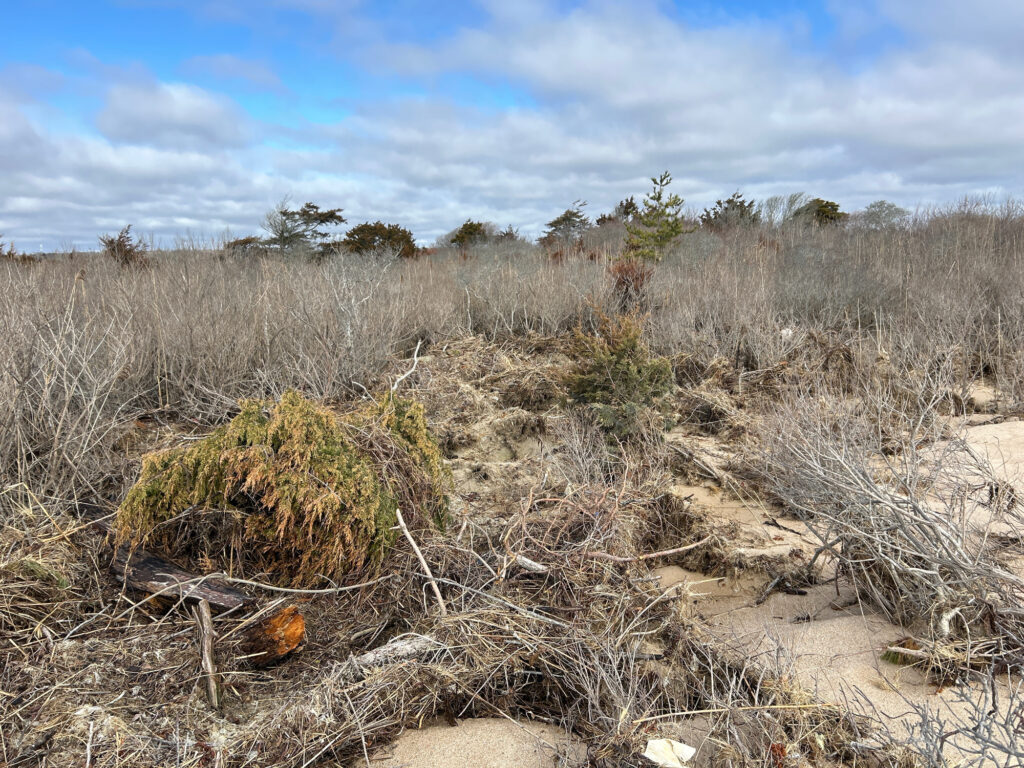 a landscape with trees and bushes (MyCoast AI)