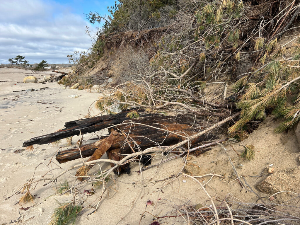 a pile of tree branches on a beach (MyCoast AI)