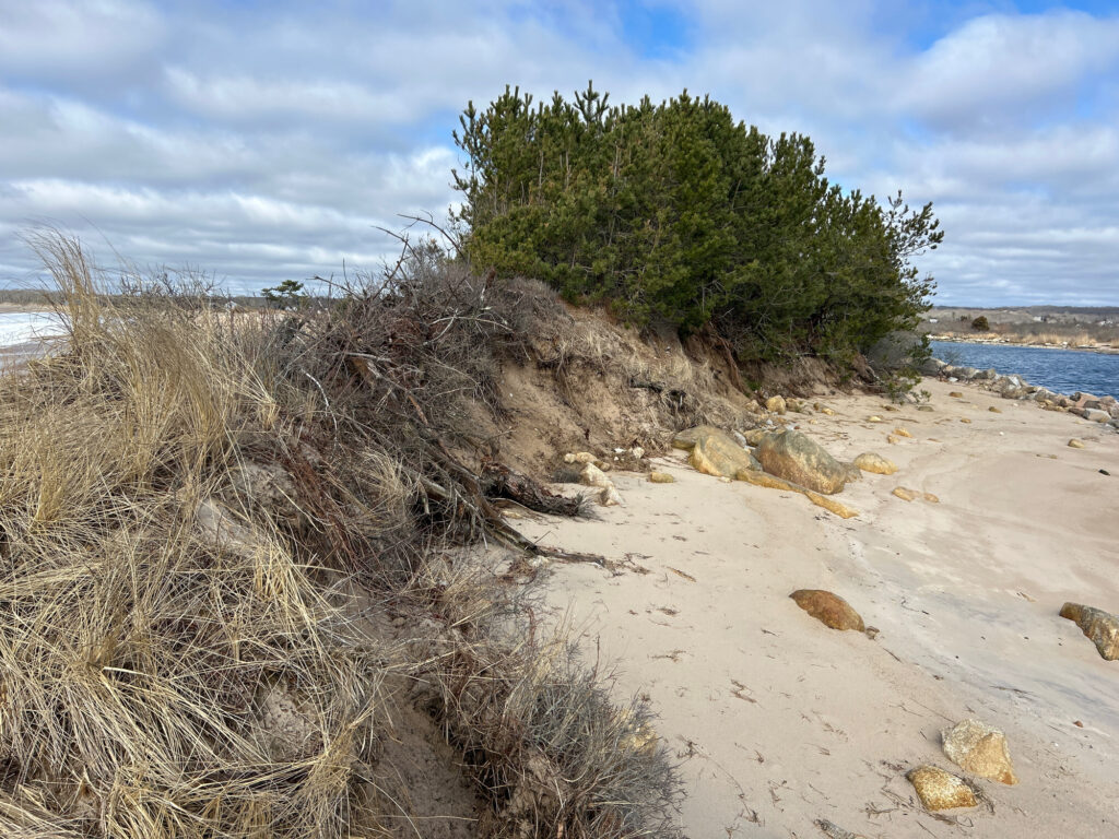 a sandy beach with trees (MyCoast AI)