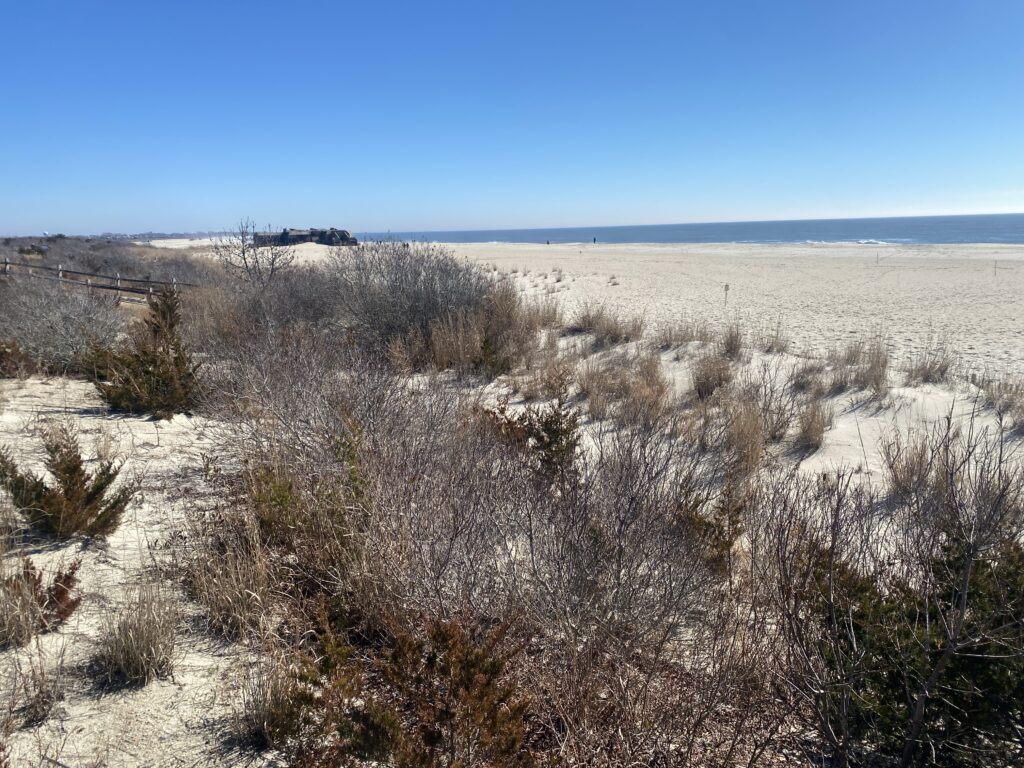a field of dry grass (MyCoast AI)