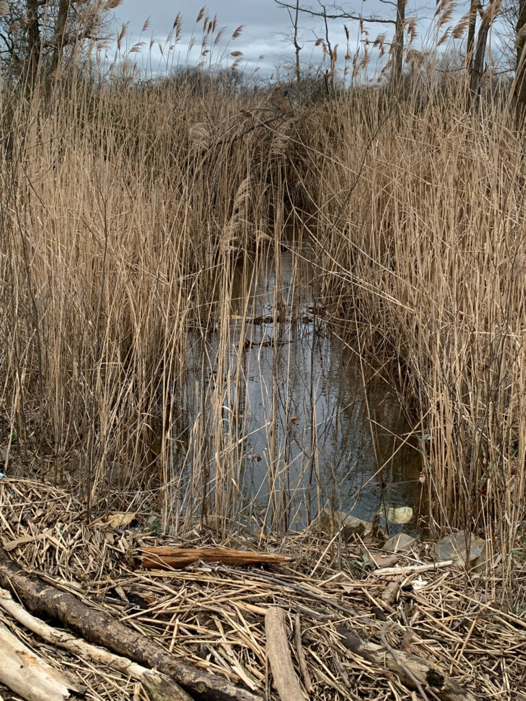 a swamp with tall grass (MyCoast AI)