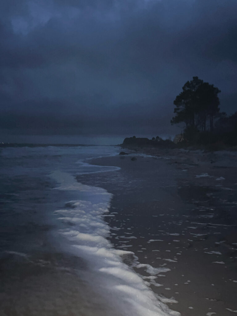 a beach with a tree (MyCoast AI)