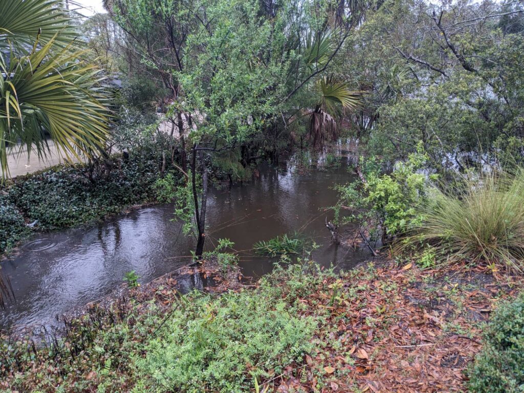 a small river in a forest (MyCoast AI)