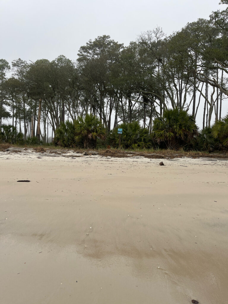 a sandy beach with trees (MyCoast AI)