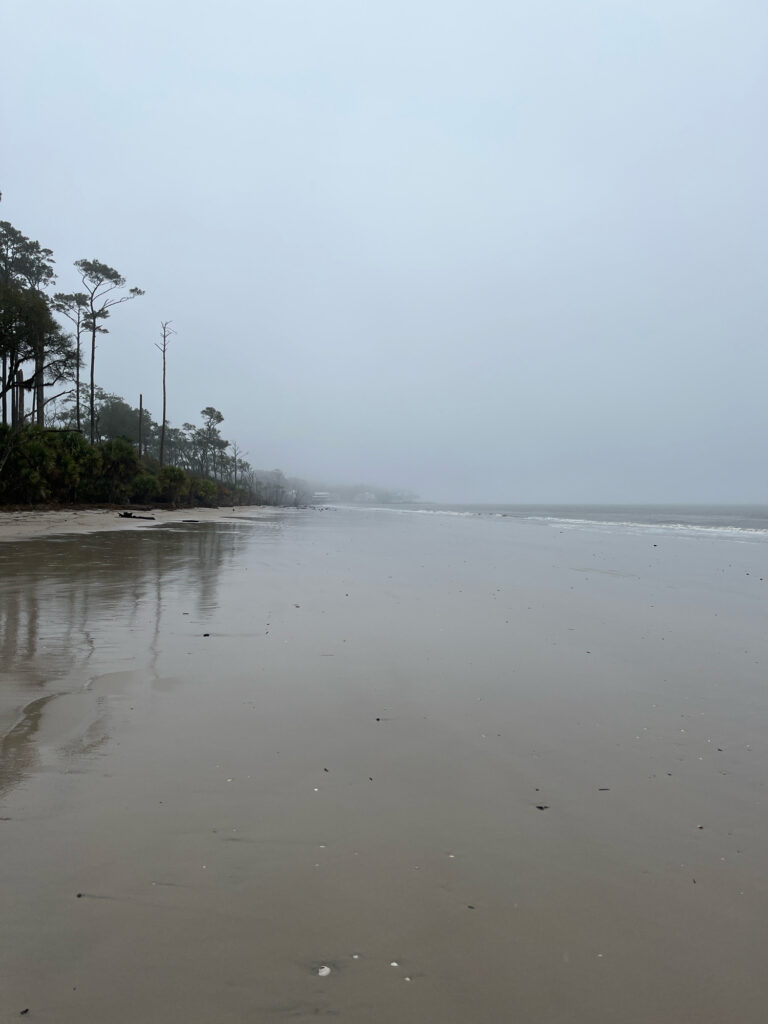a beach with trees and water (MyCoast AI)