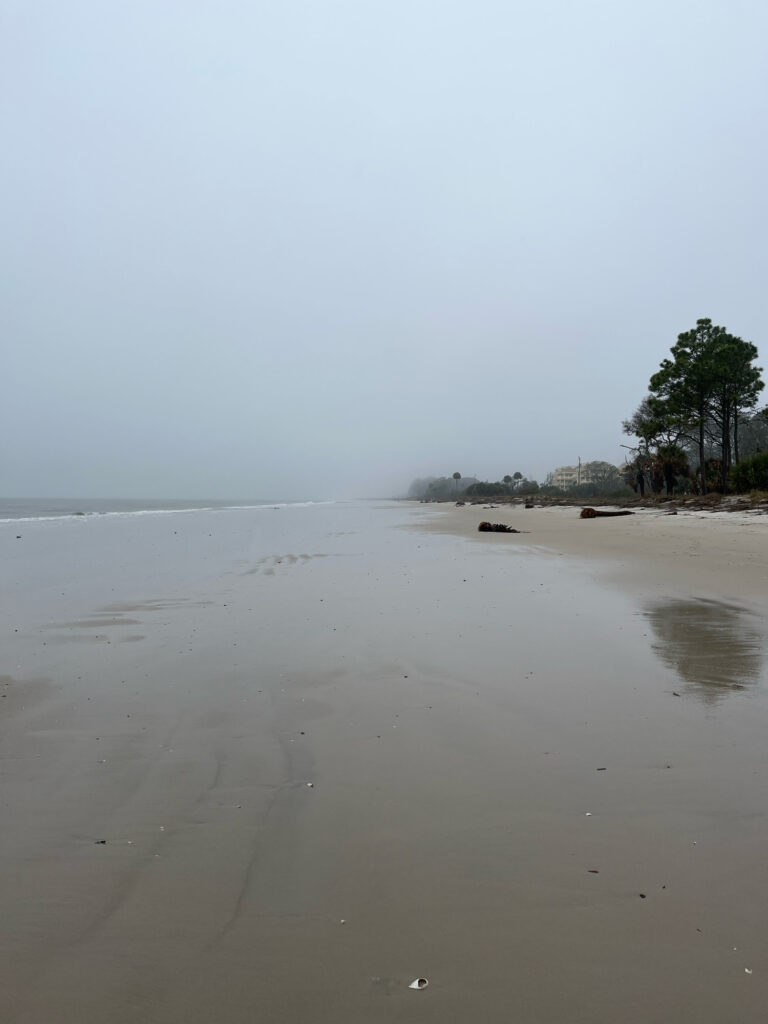 a beach with trees and water (MyCoast AI)