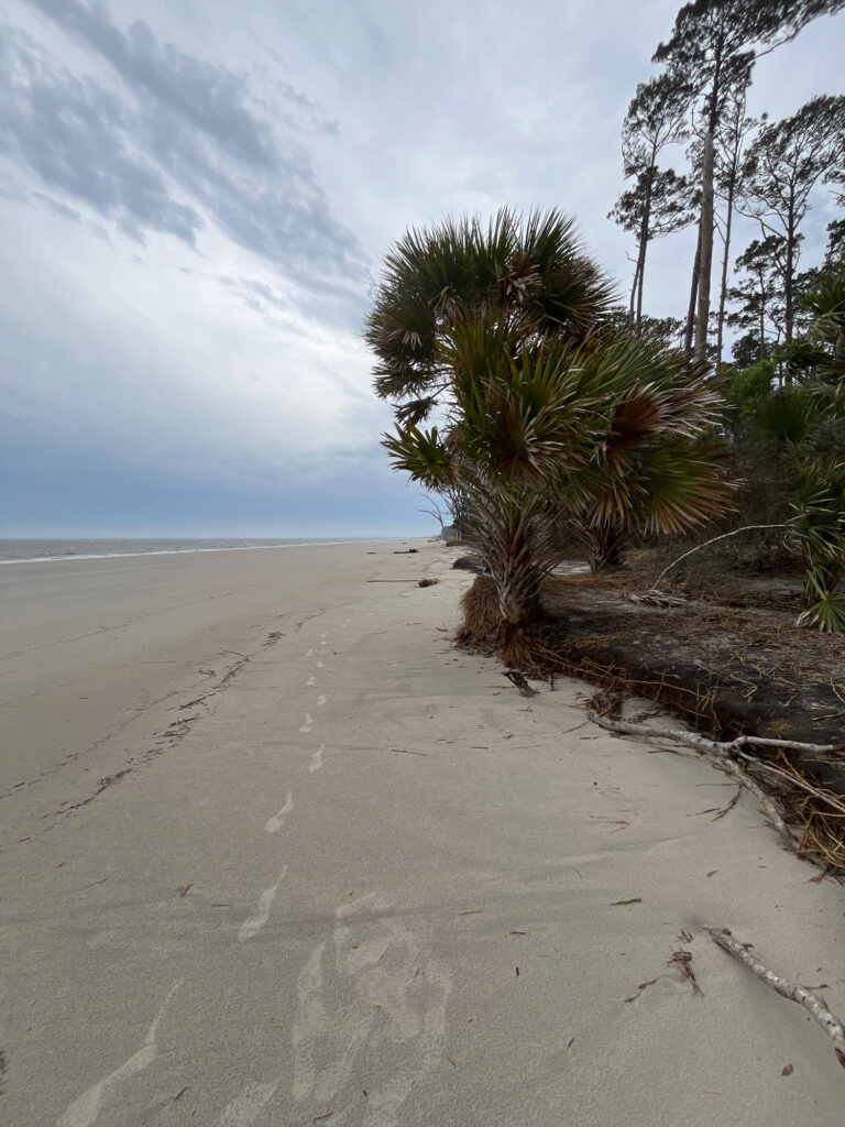 a sandy beach with trees and a body of water in the background (MyCoast AI)
