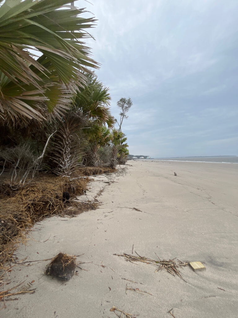 a sandy beach with palm trees (MyCoast AI)