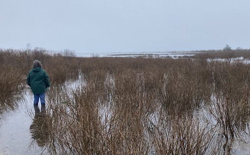 a person walking in a field of tall grass (MyCoast AI)