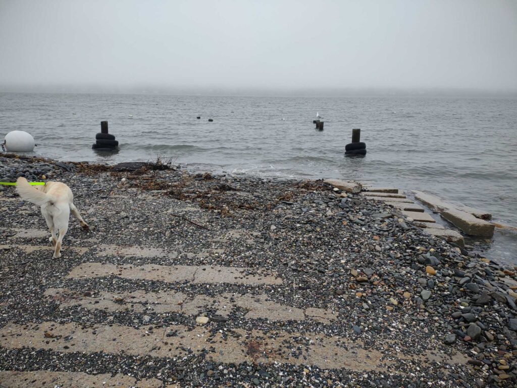 a dog on a rocky beach (MyCoast AI)