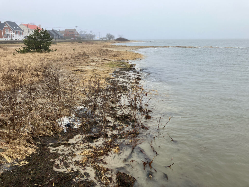 a body of water with a tree in it and buildings in the background (MyCoast AI)