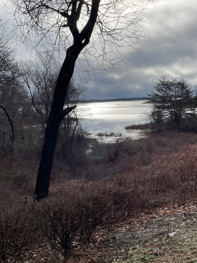 a lake with trees and grass (MyCoast AI)