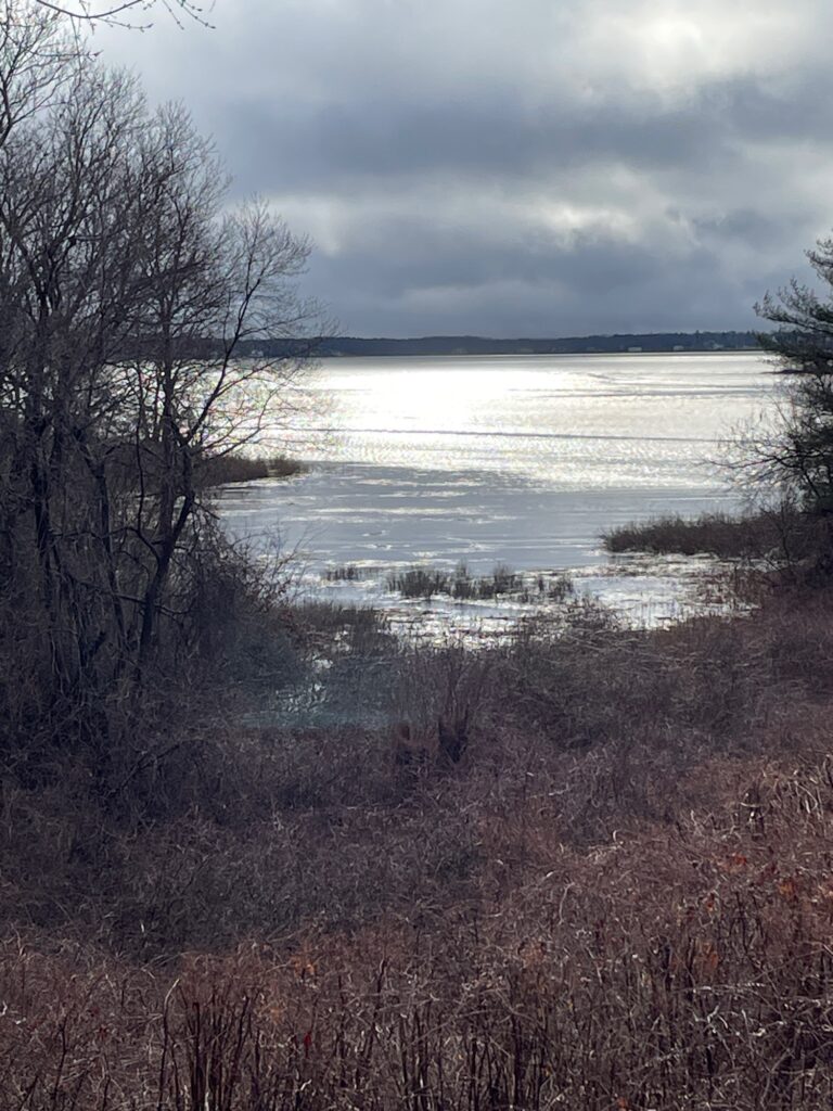 a body of water with trees around it (MyCoast AI)