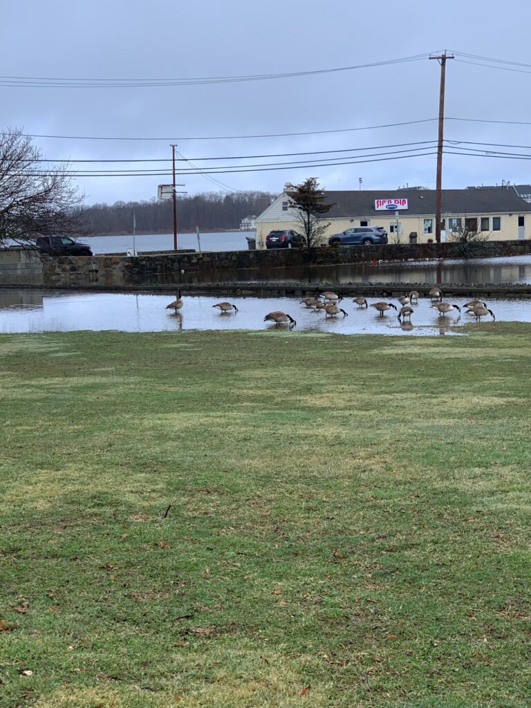 a group of ducks in a pond (MyCoast AI)