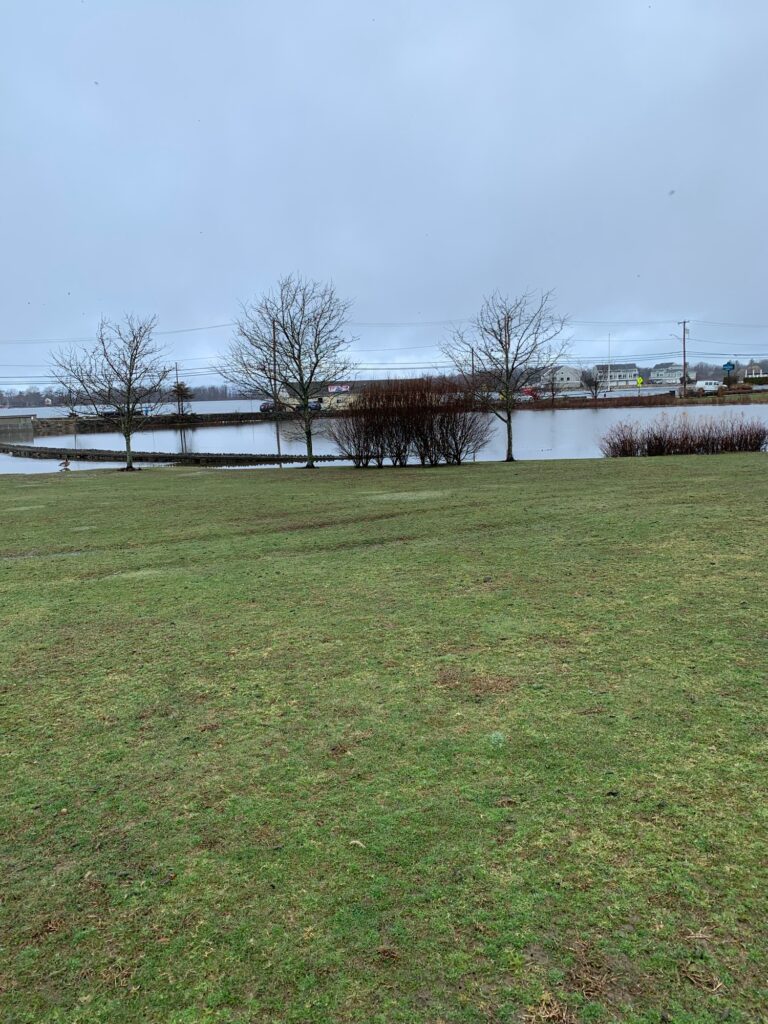a grassy area with trees and water in the background (MyCoast AI)