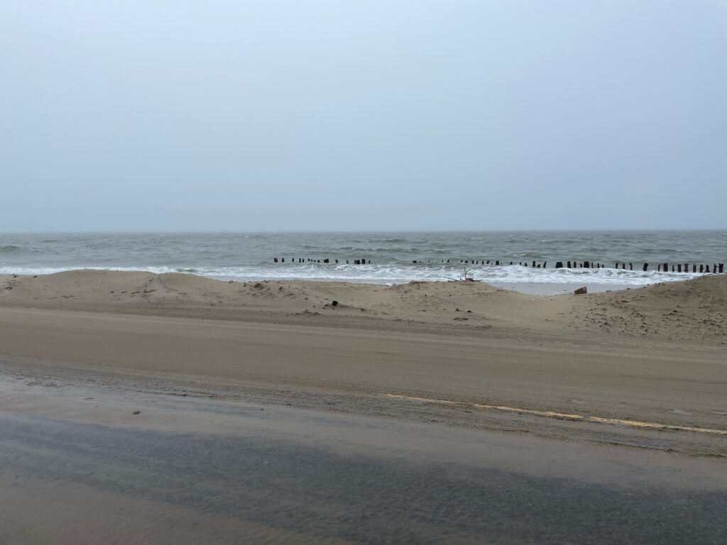 a beach with birds (MyCoast AI)