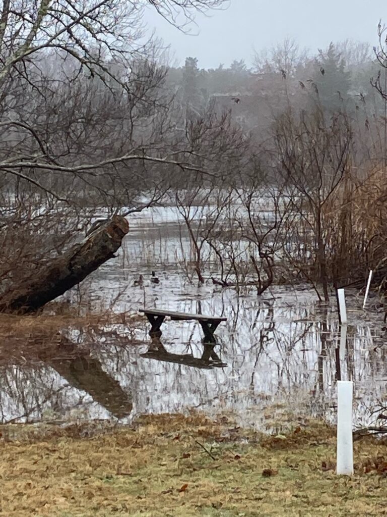 a bench in a pond (MyCoast AI)