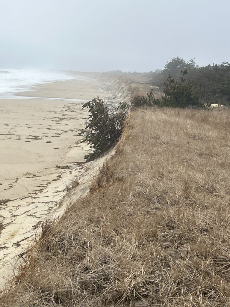a sandy beach with trees and water (MyCoast AI)