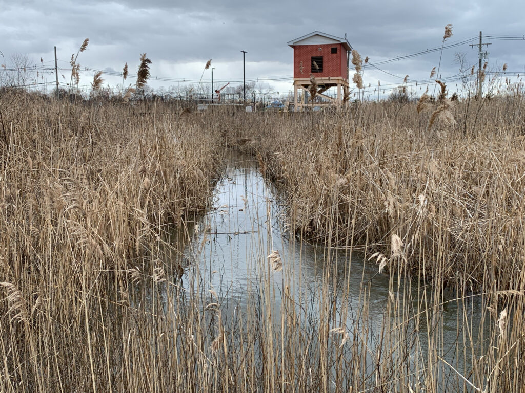 a small building in a marsh (MyCoast AI)