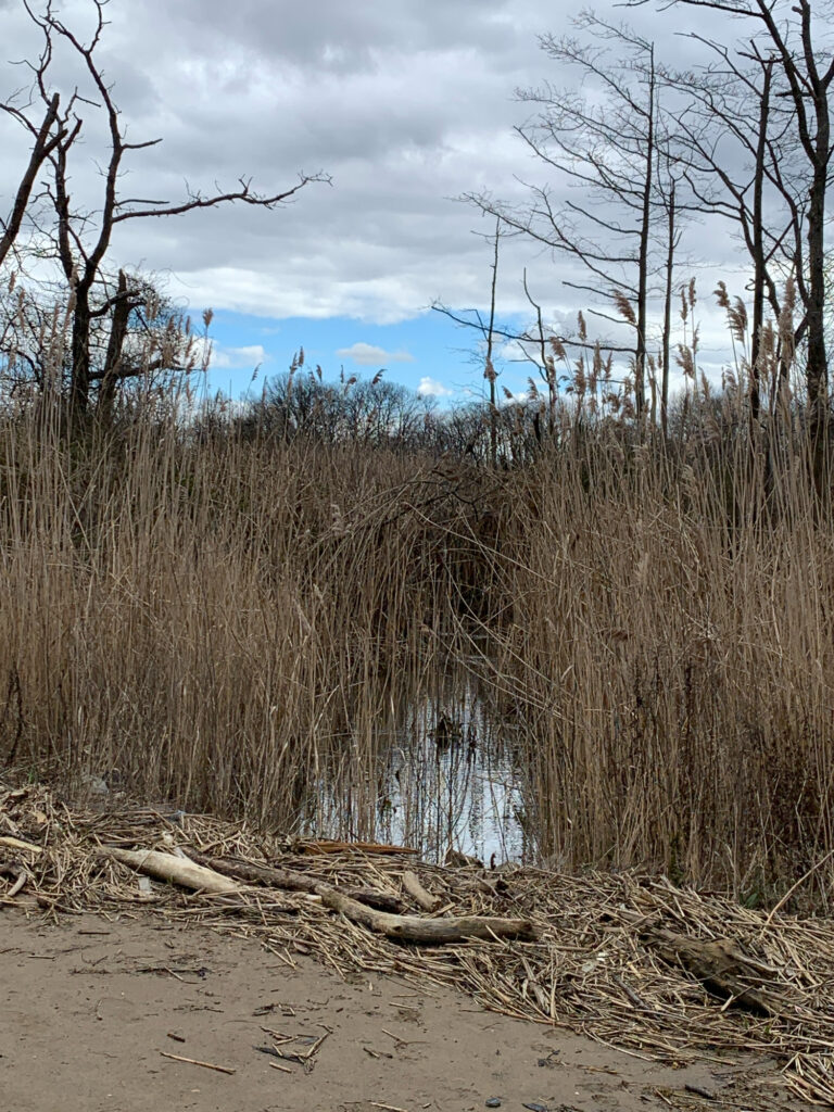 a body of water with tall grass and trees around it (MyCoast AI)