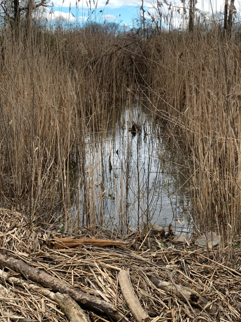 a swamp with tall grass (MyCoast AI)