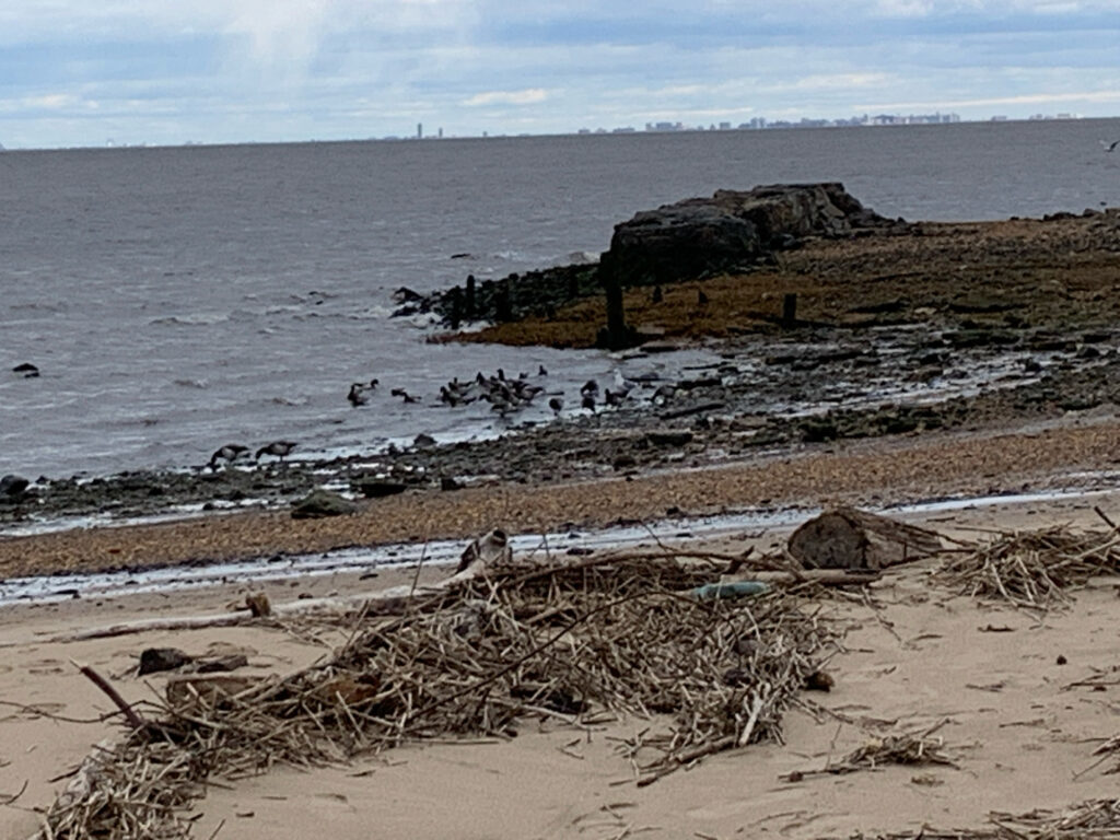 a beach with rocks and a body of water (MyCoast AI)