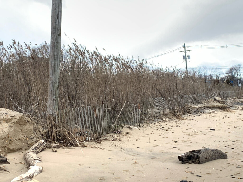a group of trees in a sandy area (MyCoast AI)