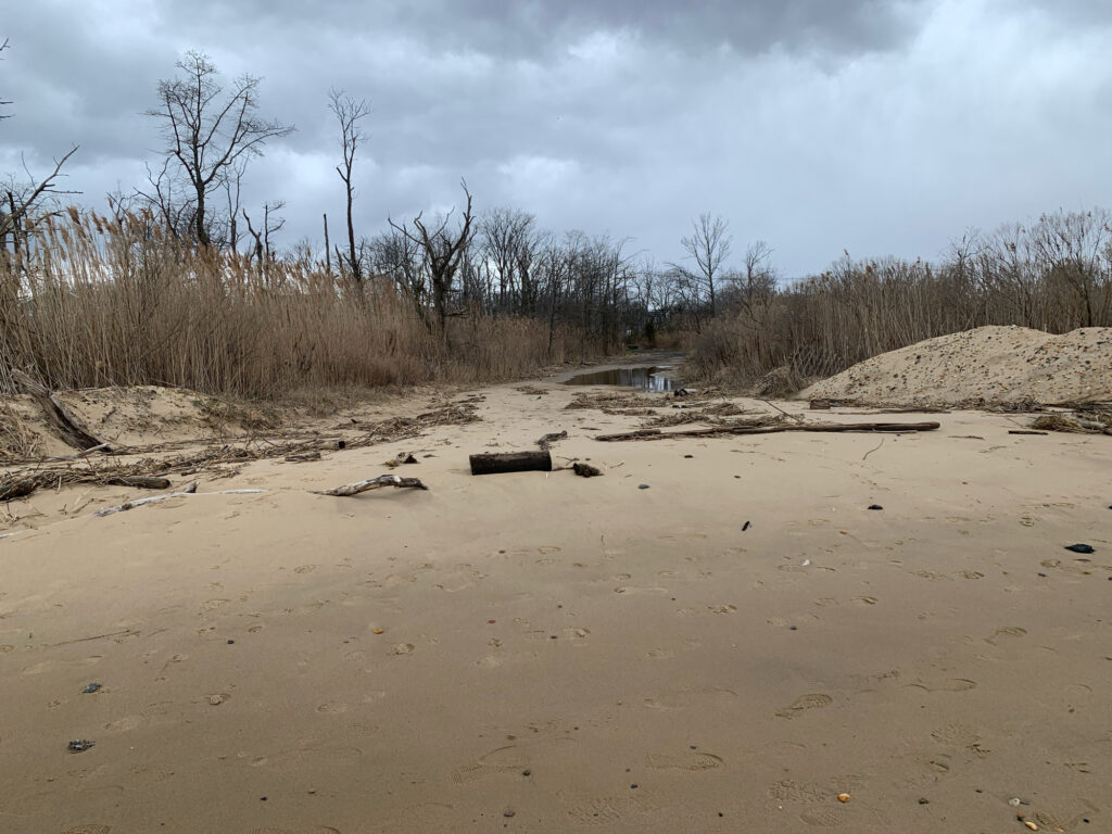 a sandy area with trees in the background (MyCoast AI)