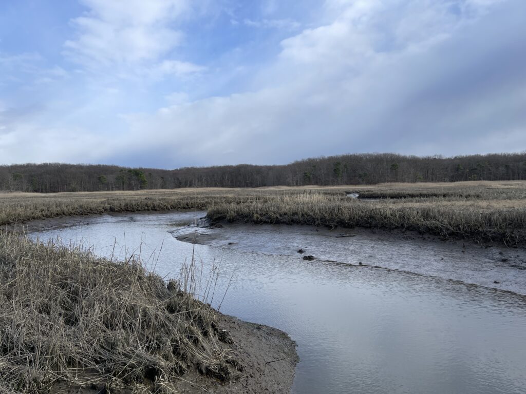 a river with a marsh and trees (MyCoast AI)