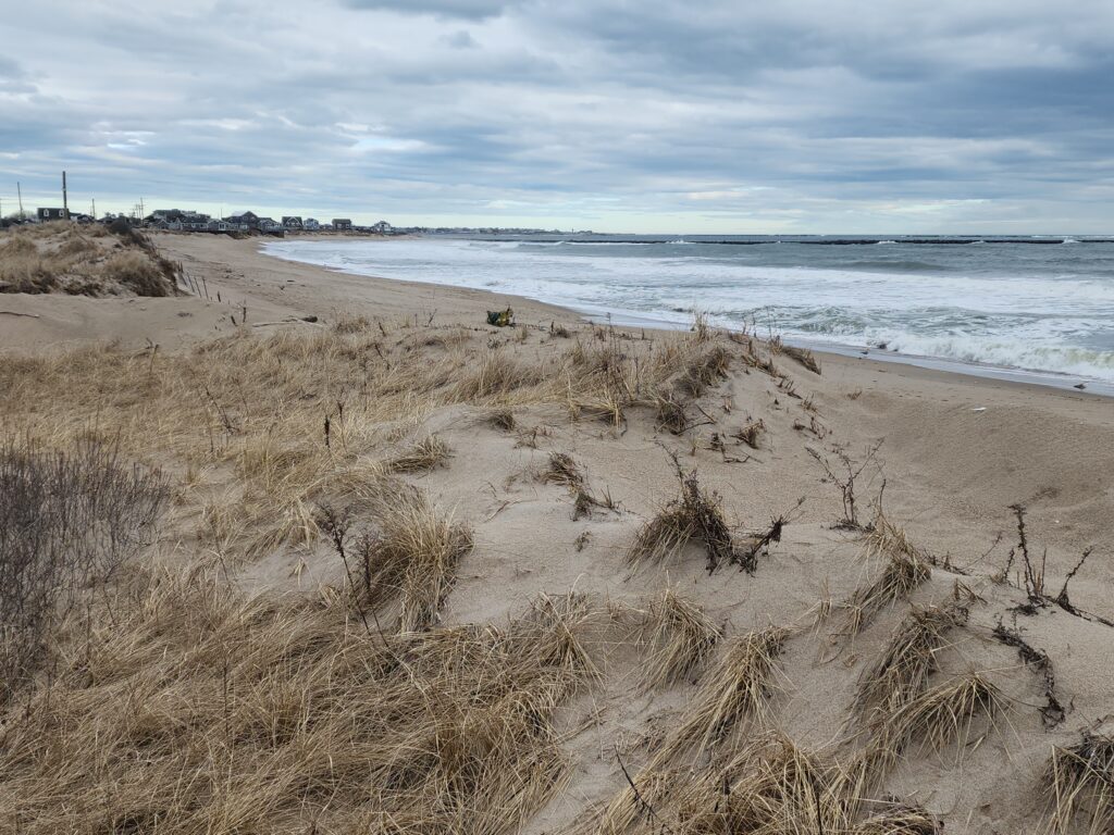 a sandy beach with water and plants (MyCoast AI)