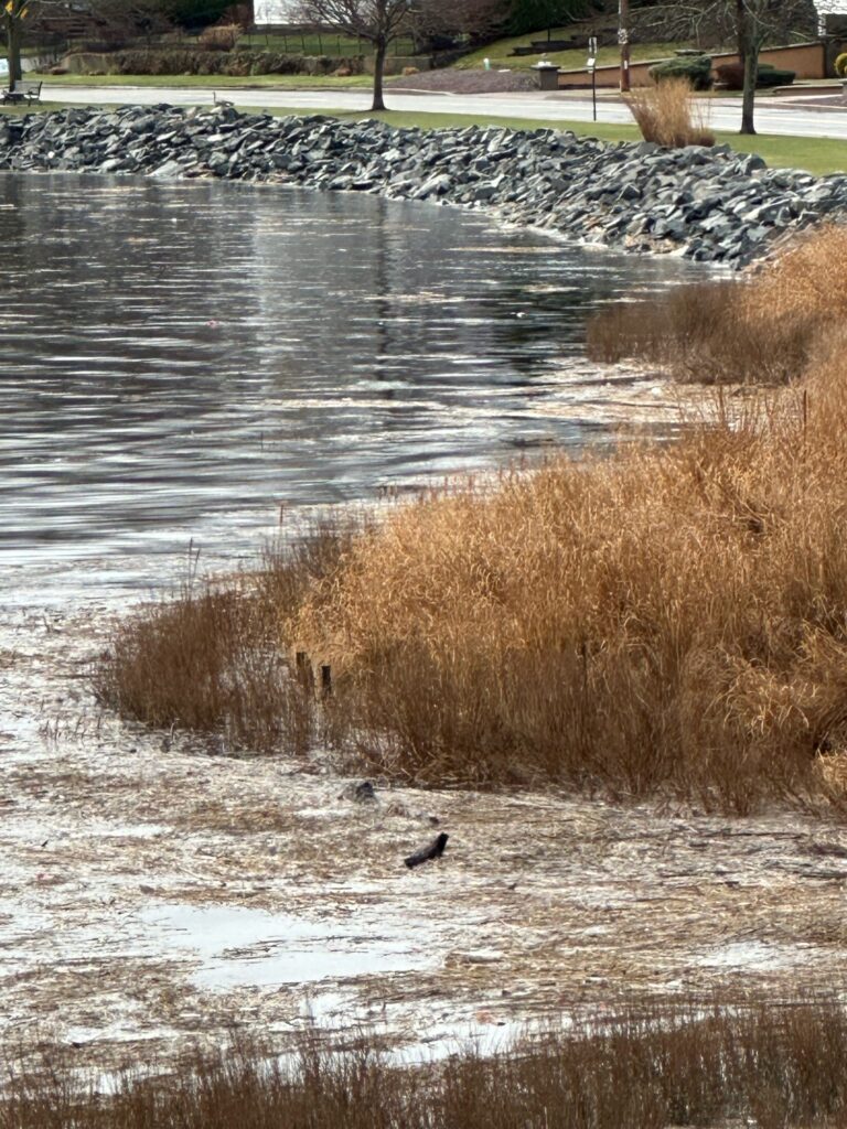 a bird standing in the water (MyCoast AI)
