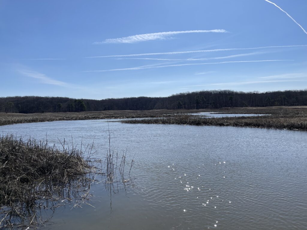 a lake with trees in the background (MyCoast AI)