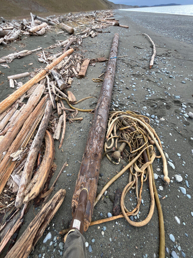a pile of wood on a beach (MyCoast AI)