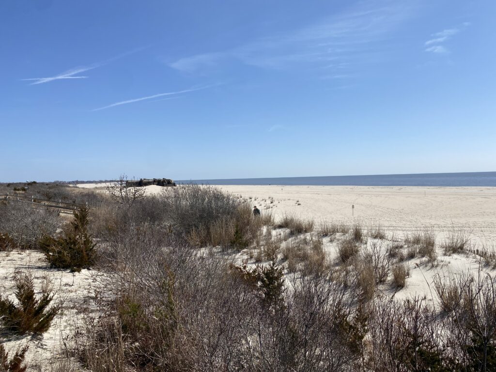 a field of dry grass (MyCoast AI)