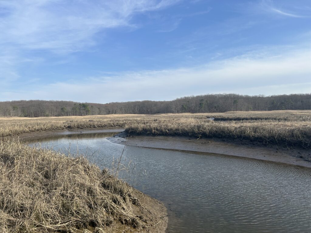 a river with a marsh and trees in the background (MyCoast AI)