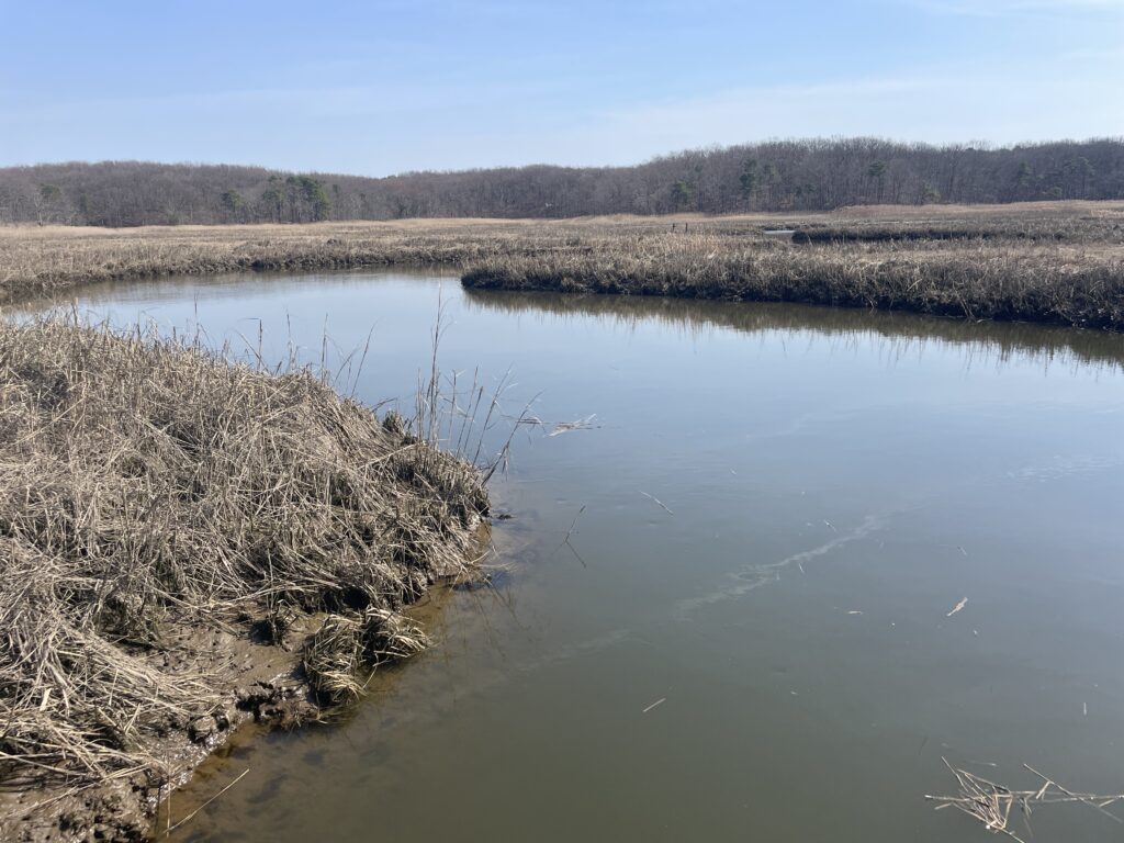a body of water with grass and trees around it (MyCoast AI)