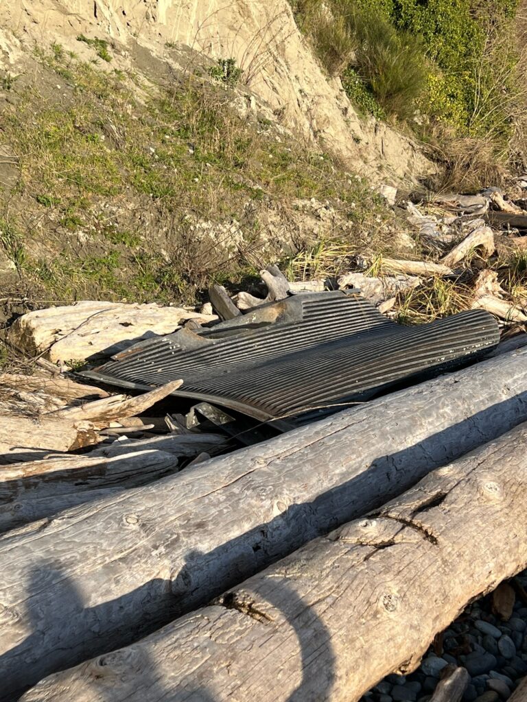 a lizard on a log (MyCoast AI)