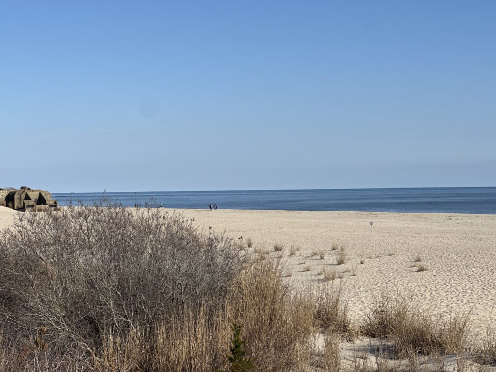 a sandy beach with bushes and water in the background (MyCoast AI)