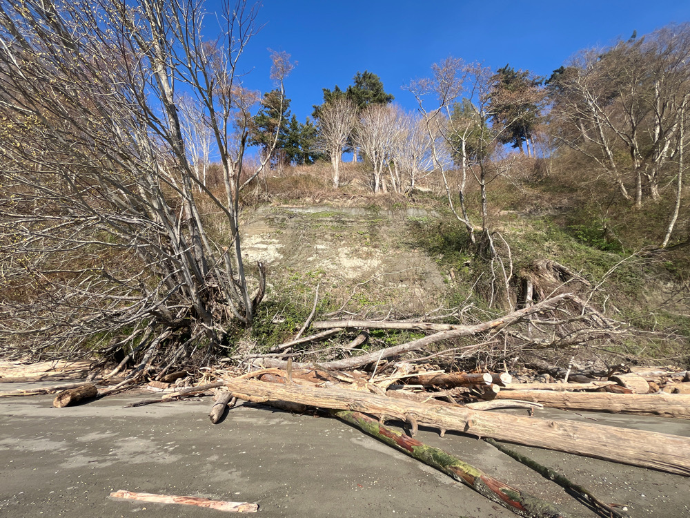 a pile of wood and trees (MyCoast AI)