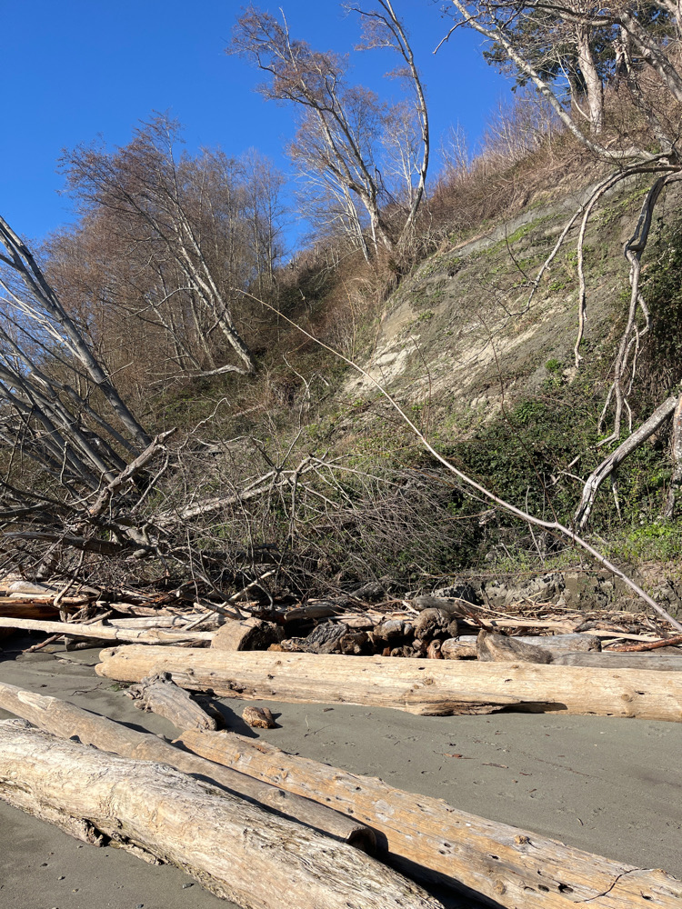 a tree that has fallen (MyCoast AI)