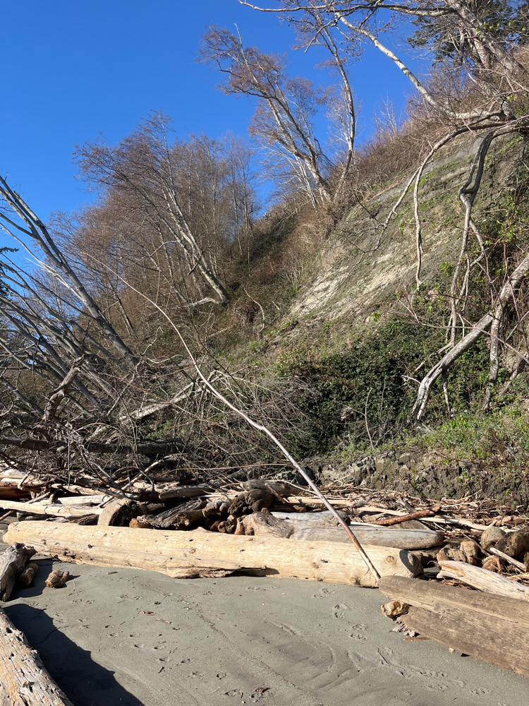 a tree that has fallen (MyCoast AI)