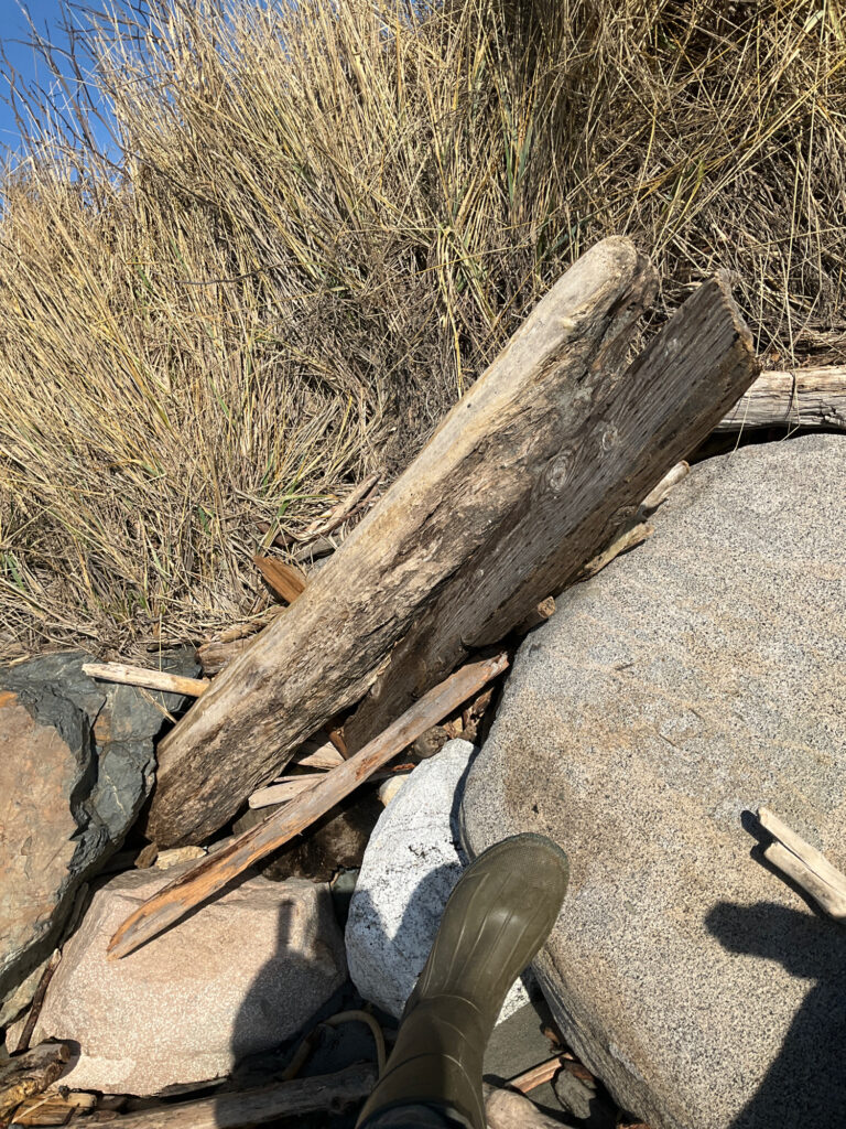 a log on the ground (MyCoast AI)