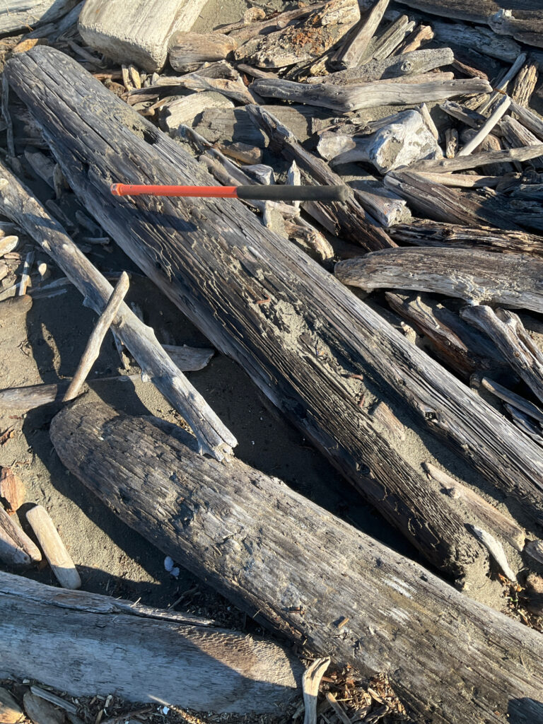a pile of cut wood (MyCoast AI)