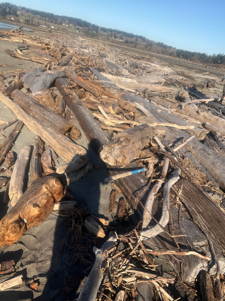 a pile of cut logs (MyCoast AI)