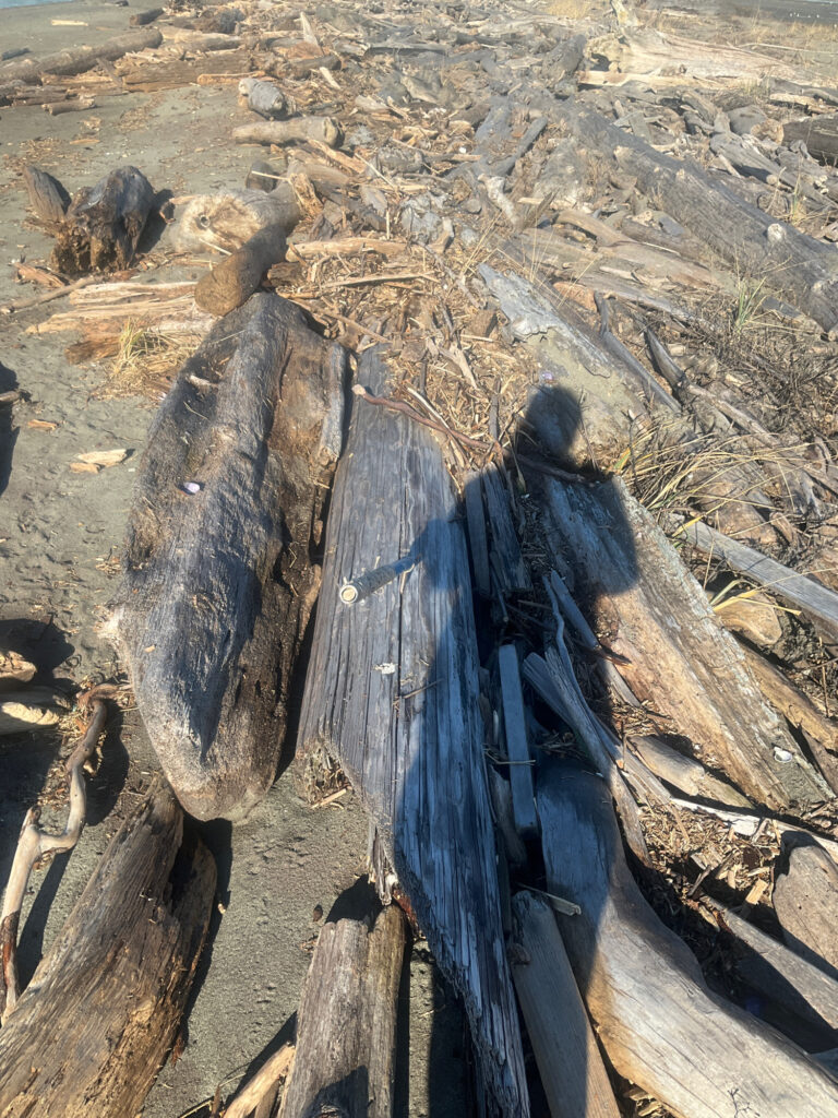 a group of logs in a rocky area (MyCoast AI)