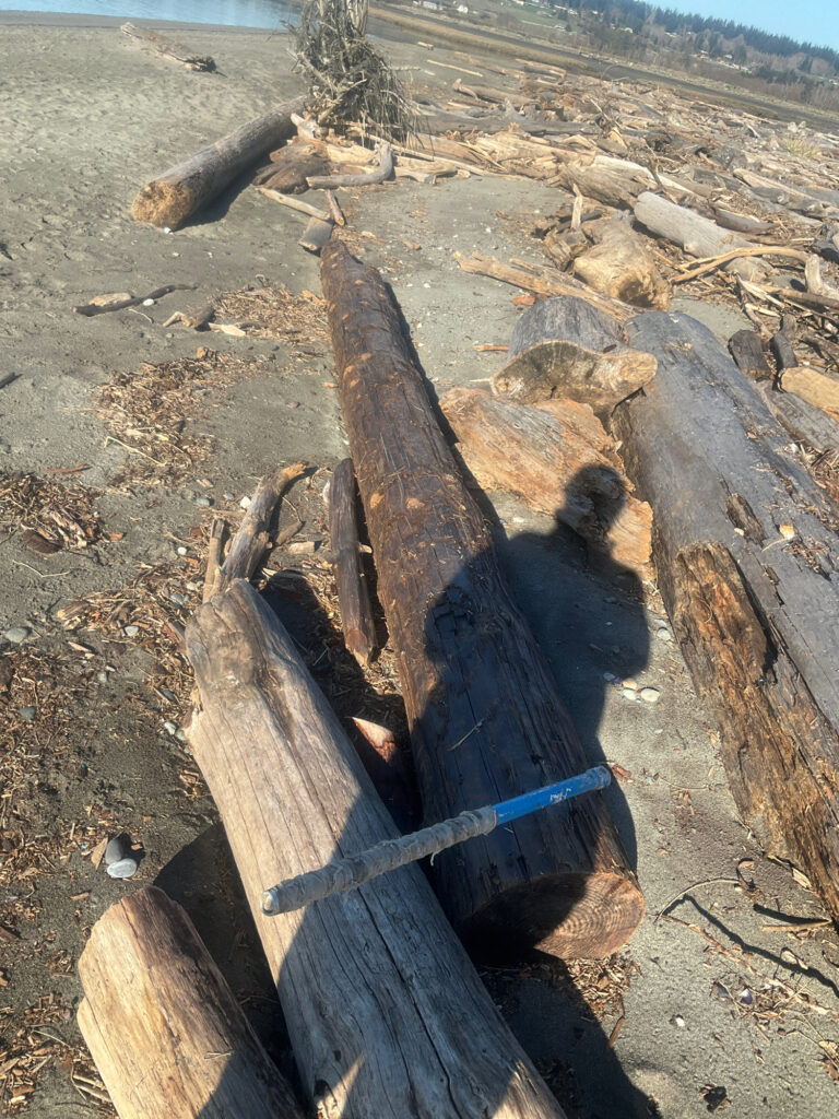 a bear laying on a log (MyCoast AI)