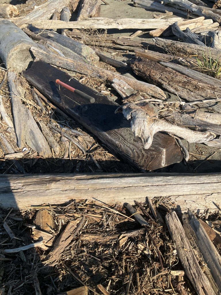 a pile of cut down trees (MyCoast AI)