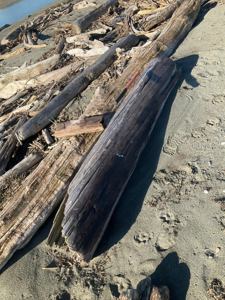 a log on the beach (MyCoast AI)