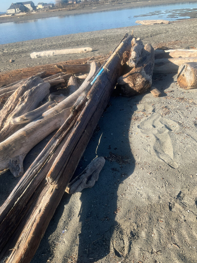 a group of logs on a beach (MyCoast AI)