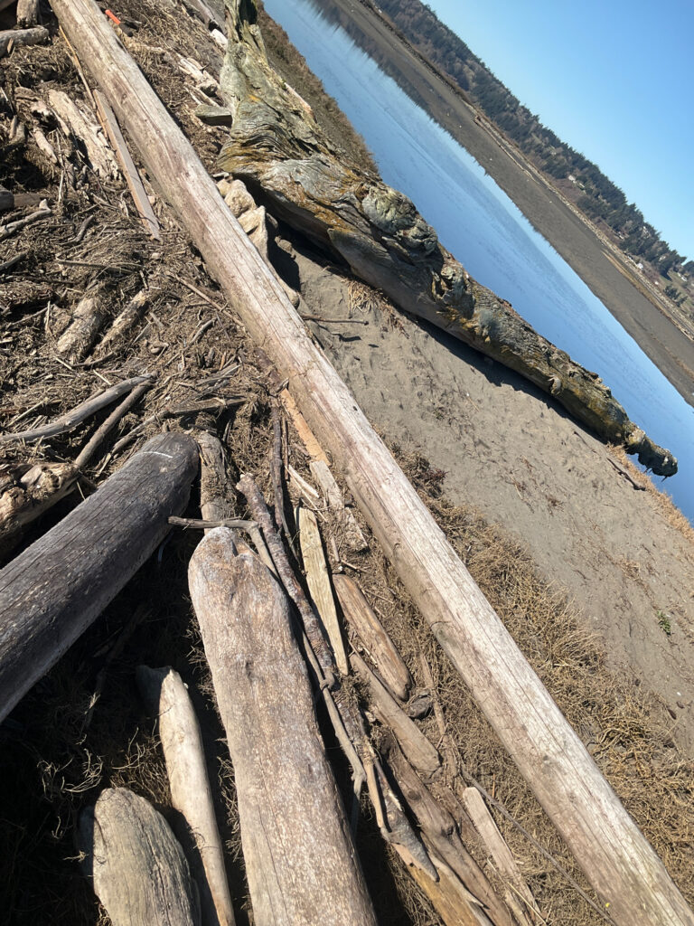 a close-up of a tree trunk (MyCoast AI)